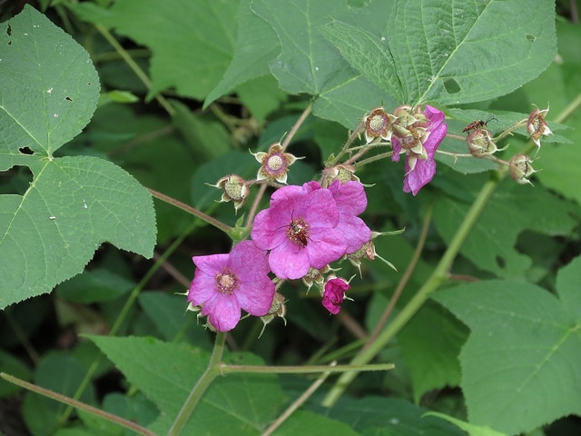 Rubus odoratus