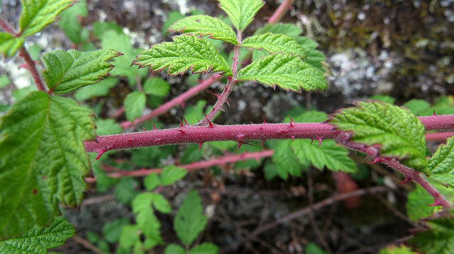 Rubus parvifolius
