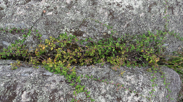 Rubus parvifolius