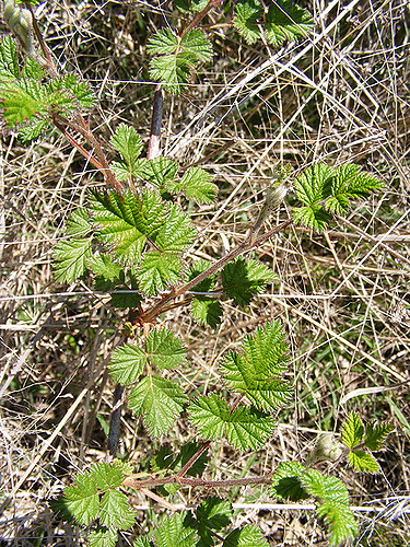 Rubus parvifolius