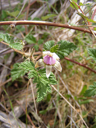 Rubus parvifolius
