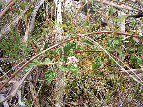 Rubus parvifolius
