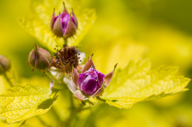 Rubus parvifolius (Rubus parvifolius)