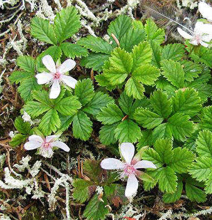 Rubus pedatus