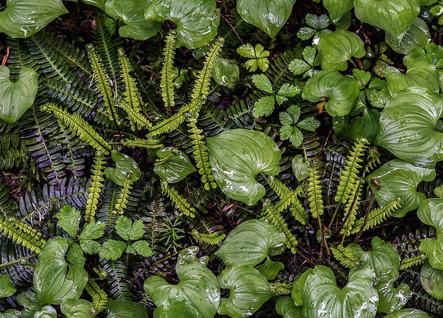 Rubus pedatus