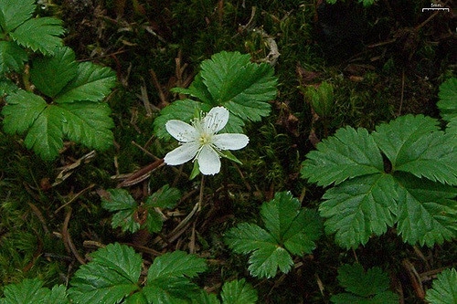 Rubus pedatus