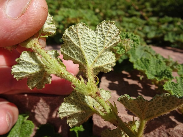 Ronce (Rubus pentalobus)