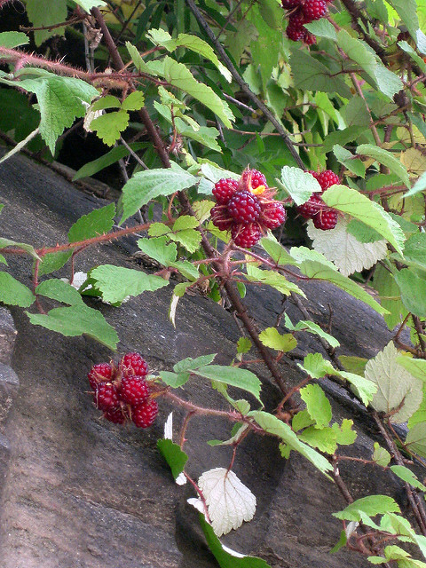 Ronce à poils rouges