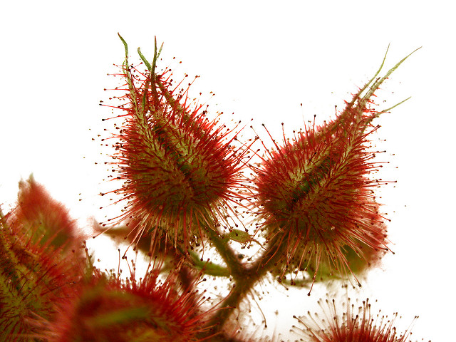 Ronce à poils rouges (Rubus phoenicolasius)