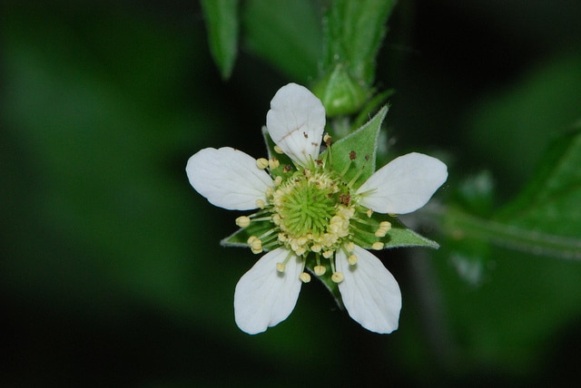 Ronce pubescente (Rubus pubescens)