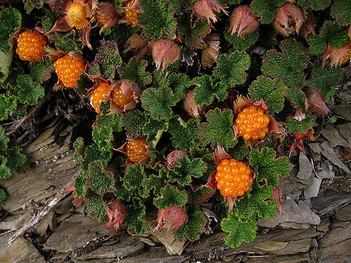 Rubus rolfei