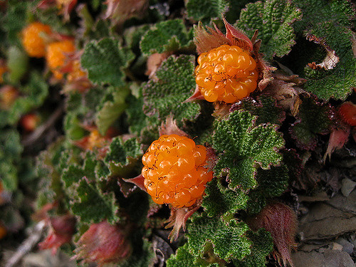 Rubus rolfei