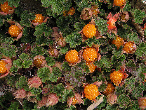 Rubus rolfei