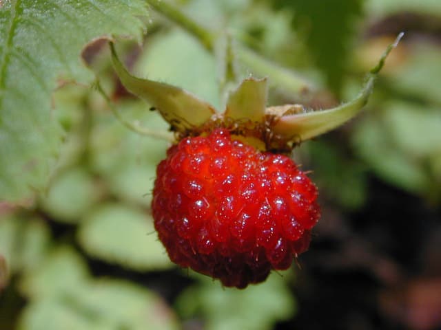 Rubus rosifolius
