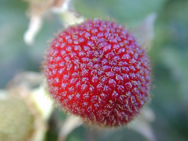 Rubus rosifolius