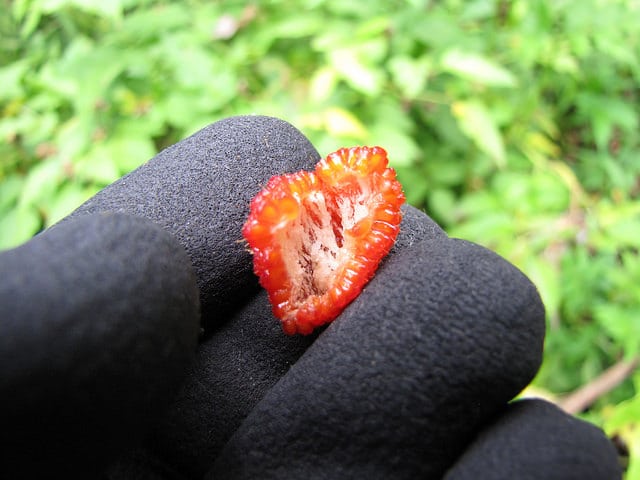 Rubus rosifolius