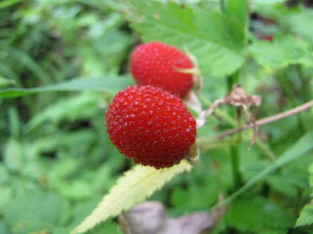 Rubus rosifolius