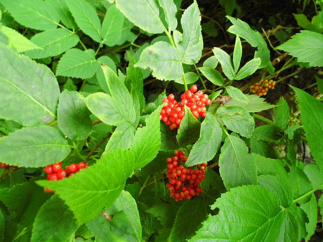 Ronce des rochers
