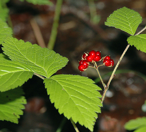 Ronce des rochers