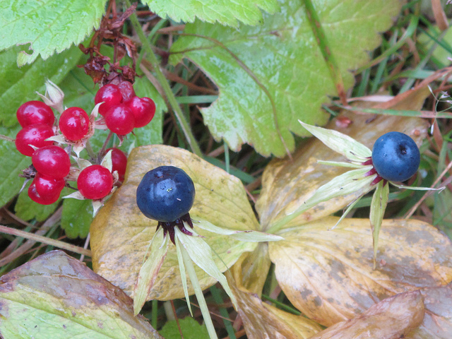 Ronce des rochers (Rubus saxatilis)
