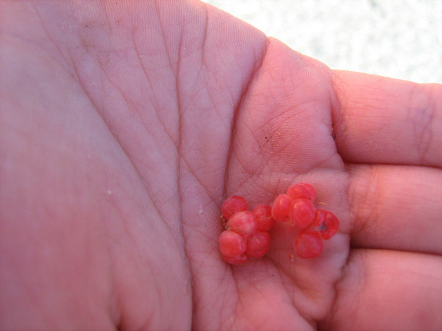 Ronce élancée (Rubus strigosus)