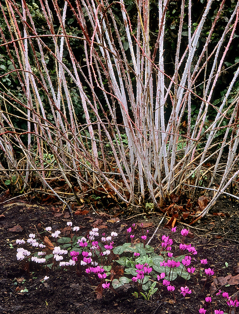 Rubus thibetanus