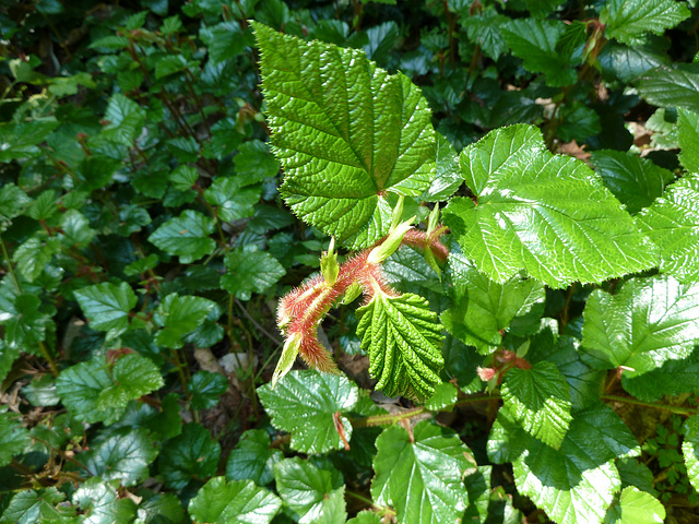 Ronce rampante tricolor