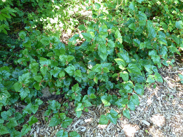 Ronce rampante tricolor (Rubus tricolor)