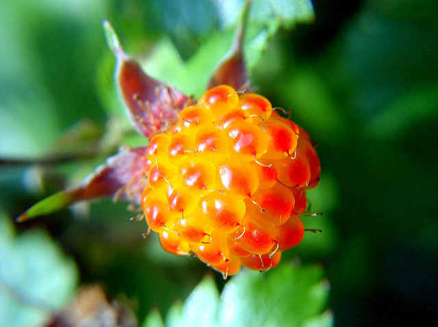 Rubus trifidus