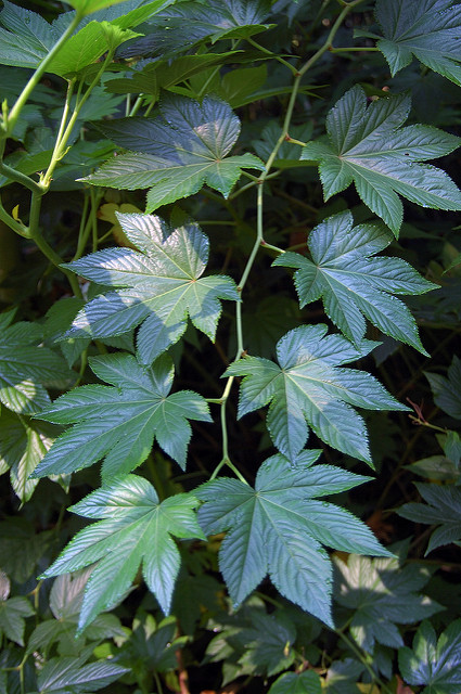 Rubus trifidus