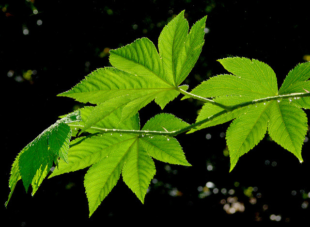Rubus trifidus