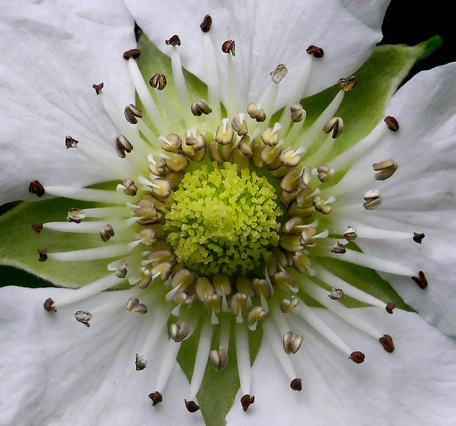 Rubus trifidus