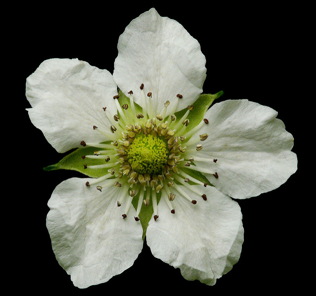 Rubus trifidus