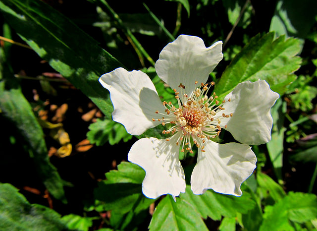 Rubus trivialis