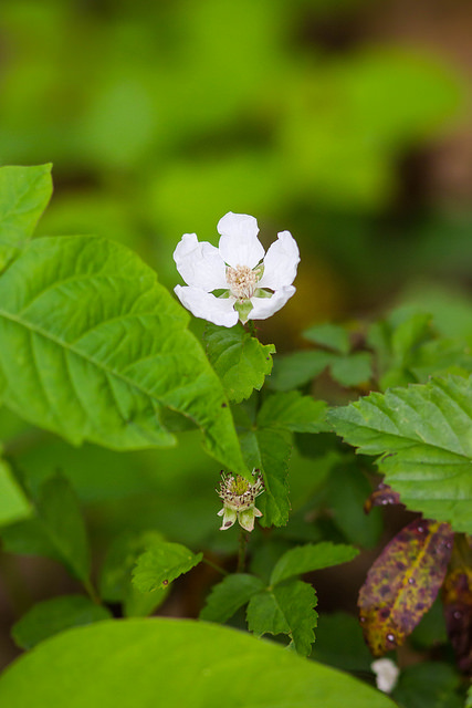 Rubus trivialis