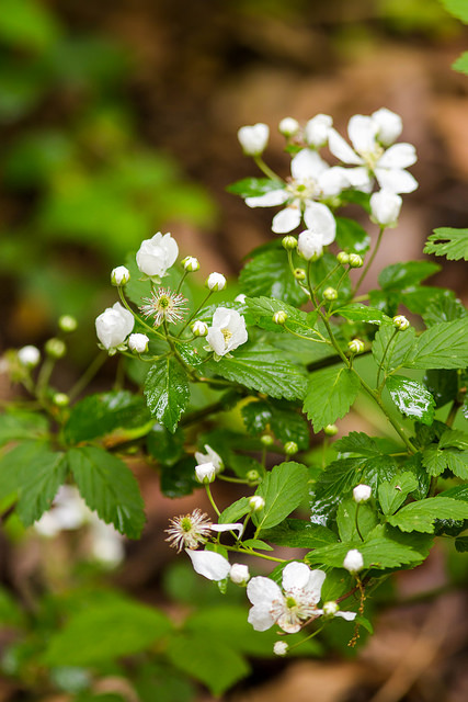 Rubus trivialis