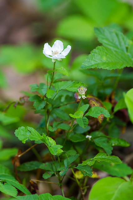 Rubus trivialis