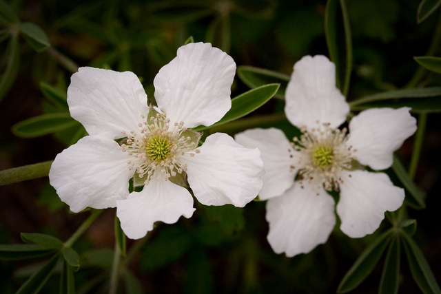 Rubus trivialis