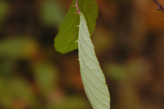 Rubus ulmifolius