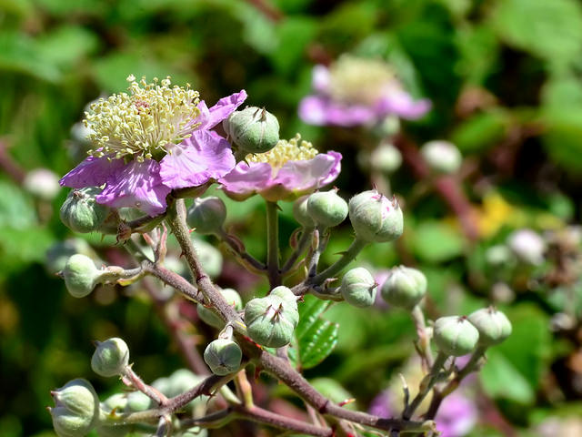 Rubus ulmifolius