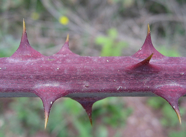 Rubus ulmifolius