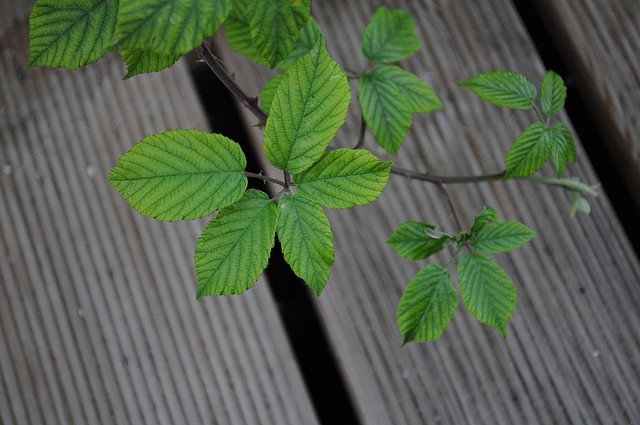 Rubus ulmifolius