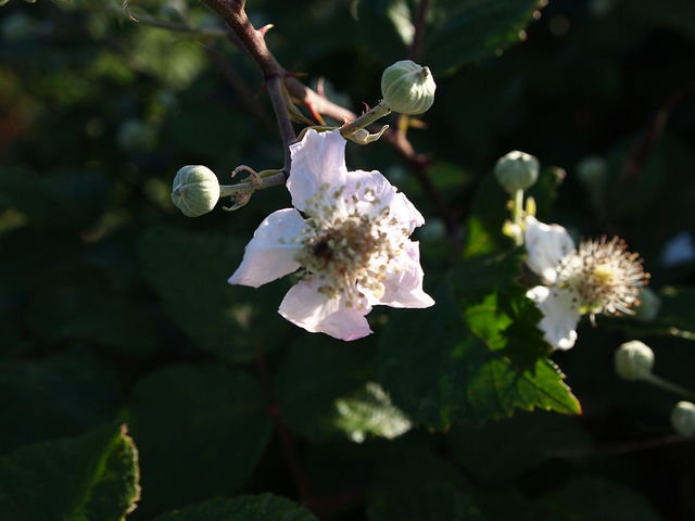 Rubus ulmifolius
