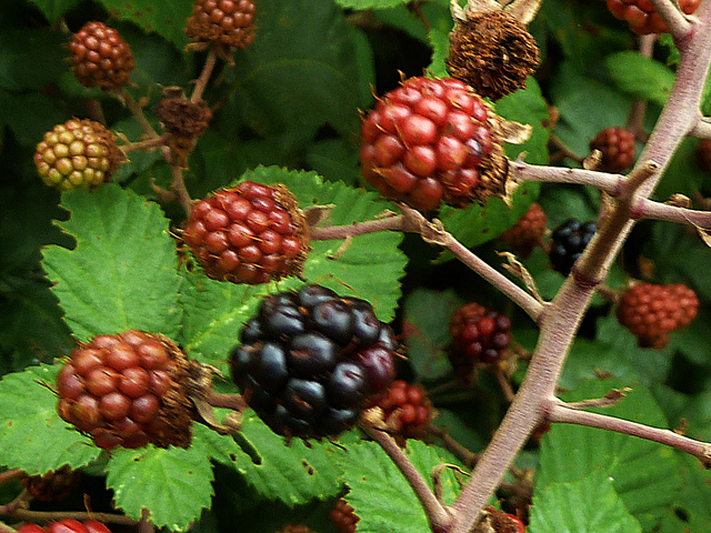 Rubus ulmifolius
