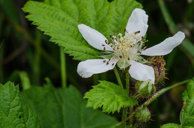 Rubus ursinus
