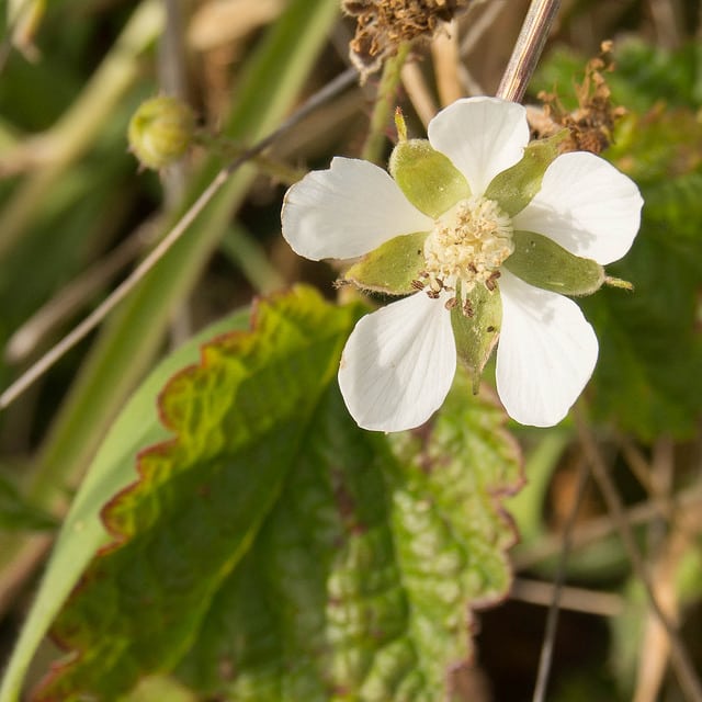 Rubus ursinus