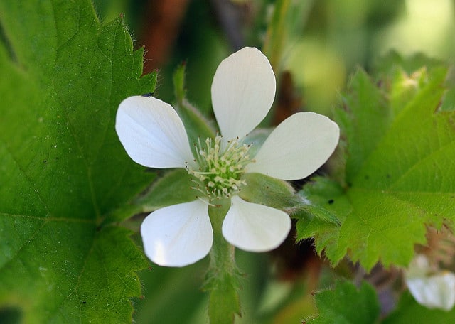 Rubus ursinus