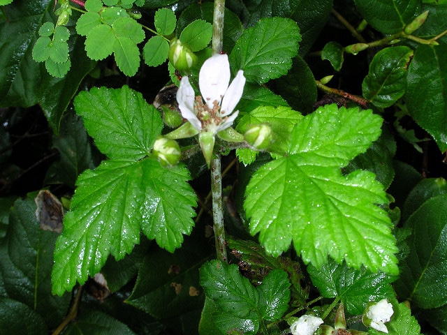 Rubus ursinus