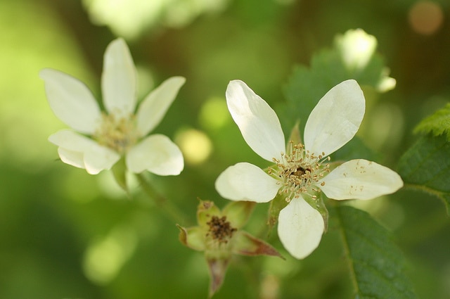 Rubus ursinus