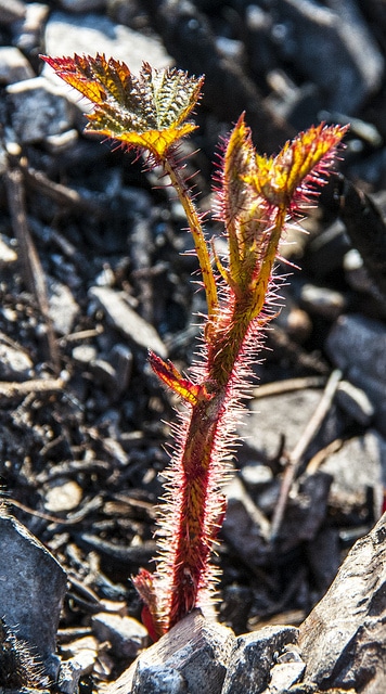 Rubus ursinus
